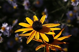 花,黃色,關(guān)閉