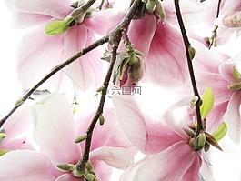 玉蘭,粉紅色,白