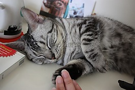 貓,睡眠,給我五
