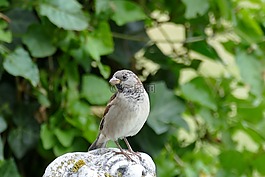 鳥,麻雀,花園