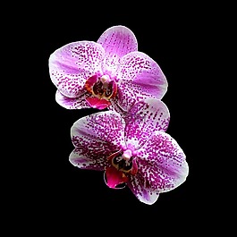 蘭花,洋紅色,粉紅色