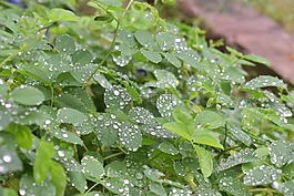 植物,雨滴,水