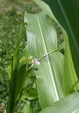玉米植株,豆花,農(nóng)業(yè)