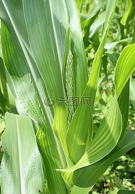 玉米植株,農(nóng)業(yè),園藝