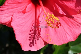 紅,陰影,夏天