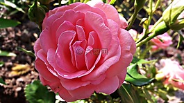玫瑰,花,玫瑰花朵