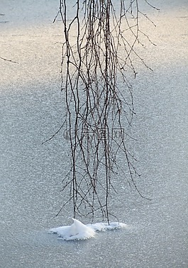 冰,樹,雪