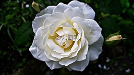 玫瑰,比爾,花