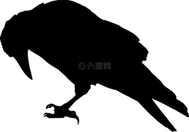 動(dòng)物,鳥,黑