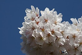 櫻花盛開(kāi),白色的花,春天