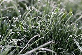 露水,草,露珠