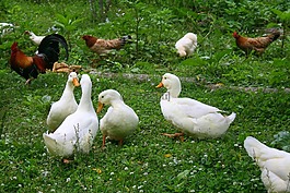 鴨子,雞,鳥