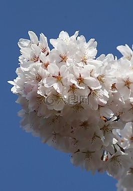 櫻花盛開(kāi),白色的花,春天