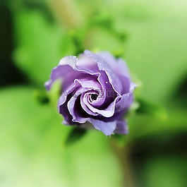 花,紫,开花