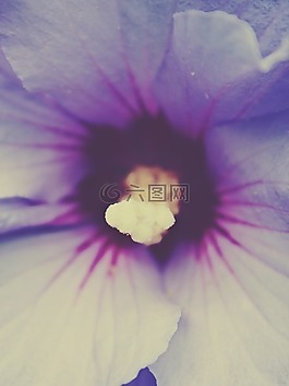花,開花,灌木