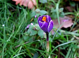 藏紅花,開花,紫