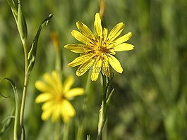 野生花卉,黄色,特写