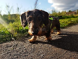 腊肠犬,狗,棕色
