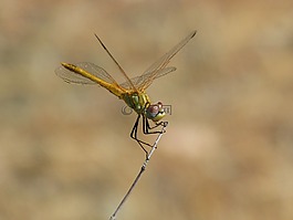 蜻蜓,赤蜻屬striolatum,odonato