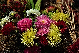 花,開花,感恩節(jié)