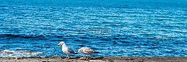 海,藍(lán)色,海鷗