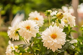 花,白,開花