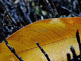 葉,香蕉樹,黃蜂