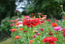 花固體,花壇,花束