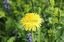 蒲公英,黃色,春