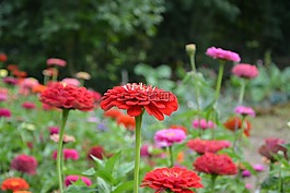 地塊,紅色的花朵,玫瑰