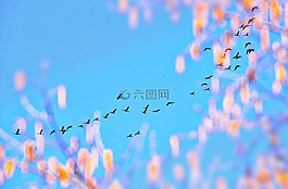 鵝,帆船,天空