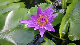 蓮花,綠色,自然
