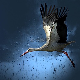 鸛,鳥,白