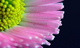 花,花瓣,花粉