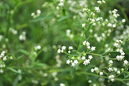 花,春天,花朵