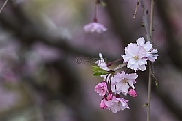 櫻花,日本,亞洲