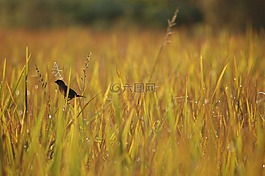 鳥,上午,自然