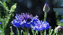 學士按鈕,藍色的花,花園