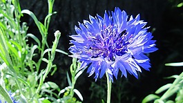 學士按鈕,藍色的花,花園
