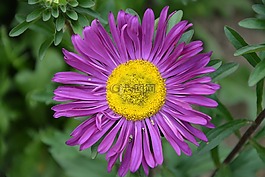 花,瑪格麗特,紫色