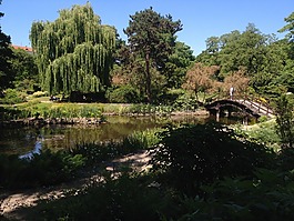 池塘,水,樹
