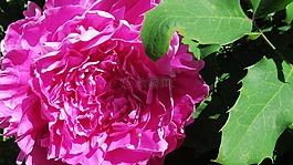 牡丹,粉紅色的花,春