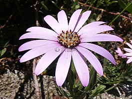 海角雏菊,美容,性质