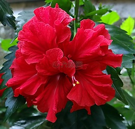 芙蓉 双,红色,花