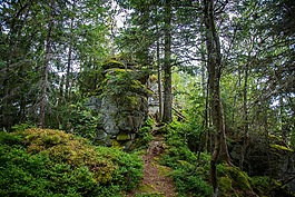 巴伐利亞森林,森林,荒野