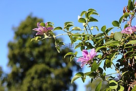 鮮花,鐵線蓮,登山者