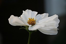 花,magaritte,白花
