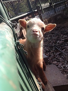 山羊,討好,動物