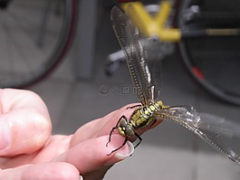 蜻蜓,性質(zhì),bug