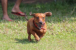 saesoe,臘腸犬,寵物